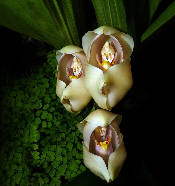 flowers-look-like-animals-people-monkeys-orchids-pareidolia-3 flowers-look-like-animals-people-monkeys-orchids-pareidolia-3