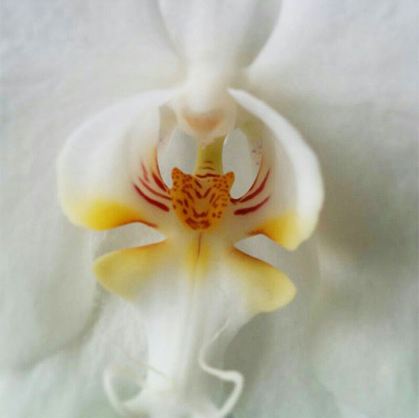 flowers-look-like-animals-people-monkeys-orchids-pareidolia-42 flowers-look-like-animals-people-monkeys-orchids-pareidolia-42