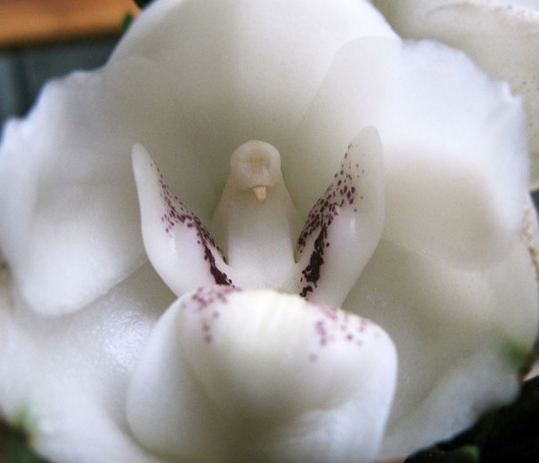 flowers-look-like-animals-people-monkeys-orchids-pareidolia-43 flowers-look-like-animals-people-monkeys-orchids-pareidolia-43