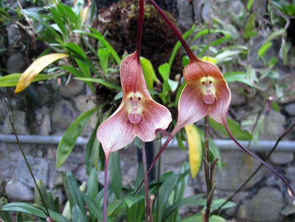 flowers-look-like-animals-people-monkeys-orchids-pareidolia-5 flowers-look-like-animals-people-monkeys-orchids-pareidolia-5