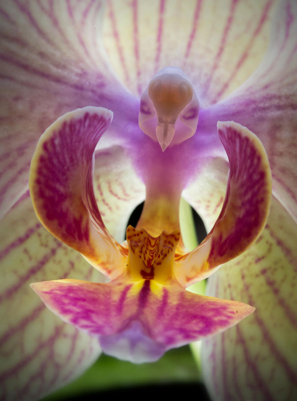 flowers-look-like-animals-people-monkeys-orchids-pareidolia-9 flowers-look-like-animals-people-monkeys-orchids-pareidolia-9