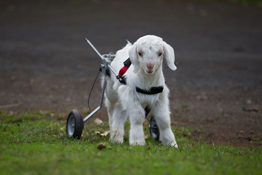 frostie-snow-goat-wheelchair-edgars-mission-5 frostie-snow-goat-wheelchair-edgars-mission-5
