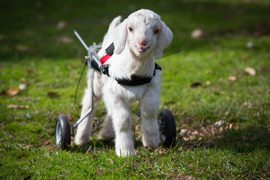 frostie-snow-goat-wheelchair-edgars-mission-7