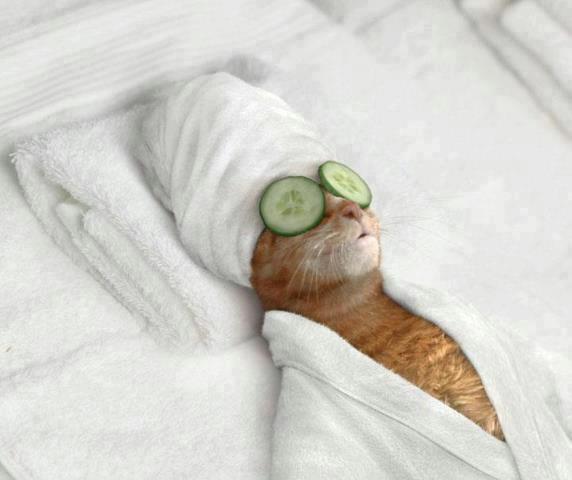 funny-animals-doing-human-things-8 funny-animals-doing-human-things-8