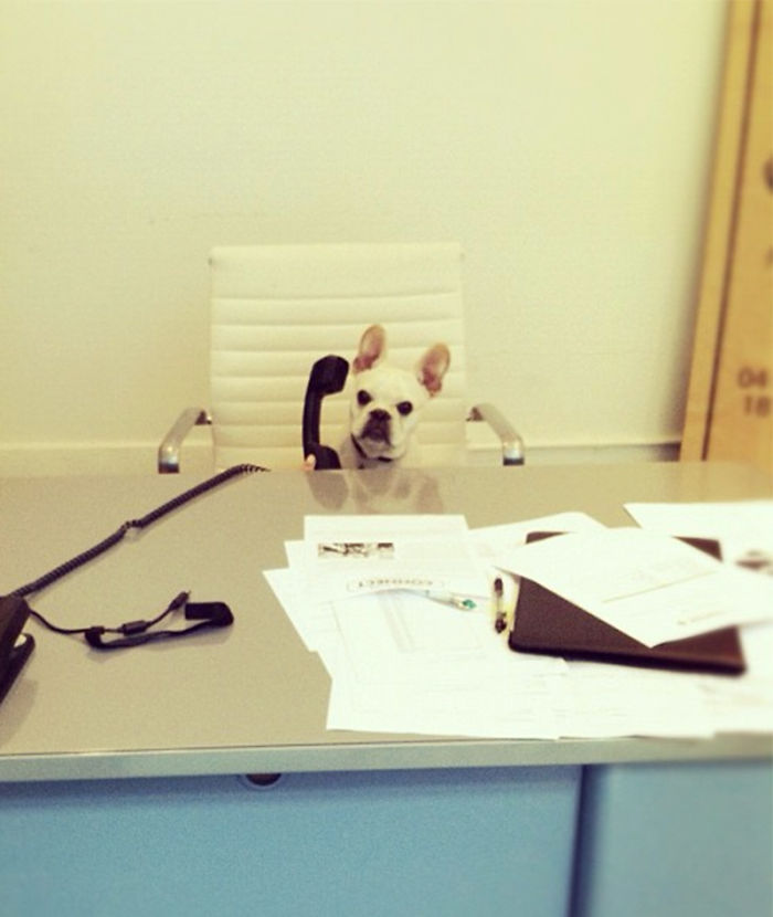 22 Animals That Forgot They Were Animals