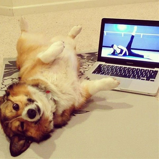 funny-animals-doing-yoga-1 funny-animals-doing-yoga-1