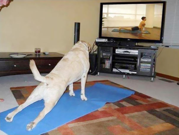 funny-animals-doing-yoga-17 funny-animals-doing-yoga-17