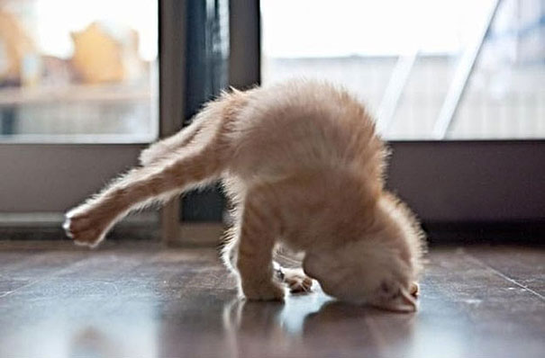 funny-animals-doing-yoga-18 funny-animals-doing-yoga-18