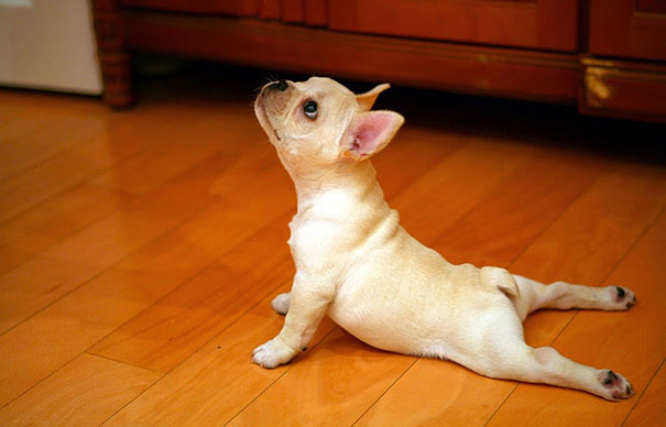 funny-animals-doing-yoga-2 funny-animals-doing-yoga-2