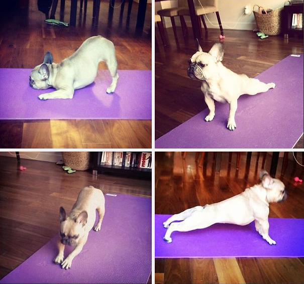 funny-animals-doing-yoga-3 funny-animals-doing-yoga-3