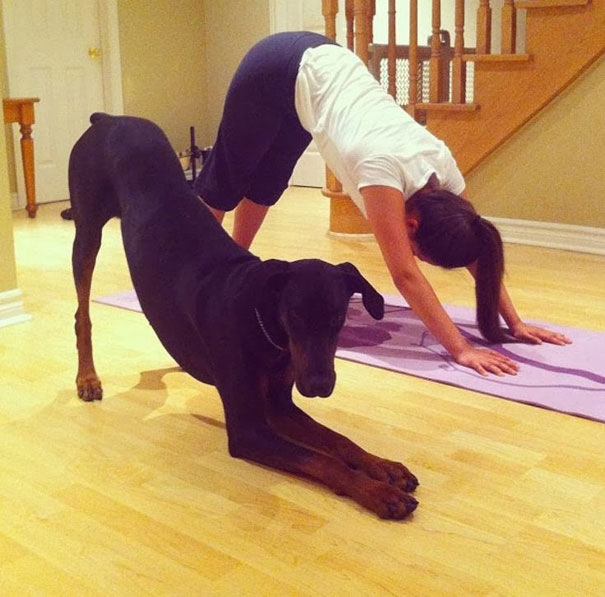 funny-animals-doing-yoga-30 funny-animals-doing-yoga-30