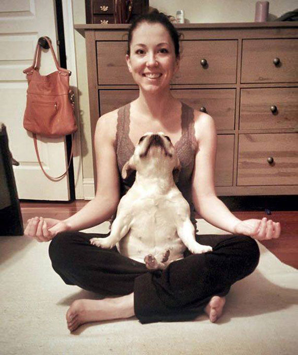 funny-animals-doing-yoga-4 funny-animals-doing-yoga-4