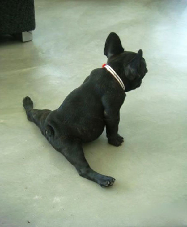 funny-animals-doing-yoga-6 funny-animals-doing-yoga-6