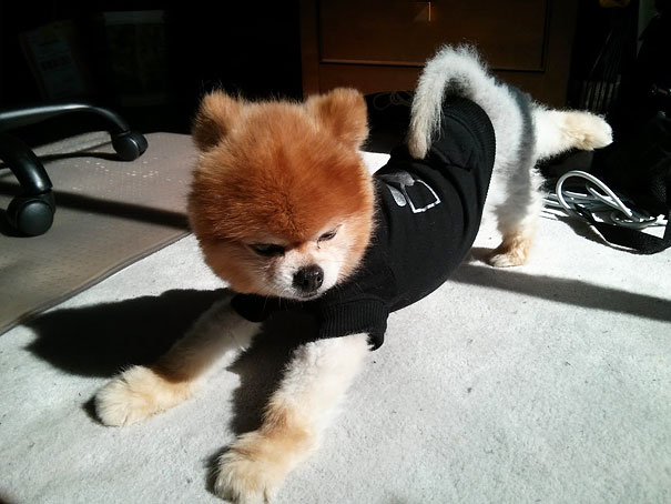 funny-animals-doing-yoga-7 funny-animals-doing-yoga-7