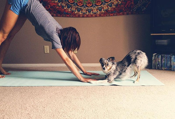 funny-animals-doing-yoga-8 funny-animals-doing-yoga-8