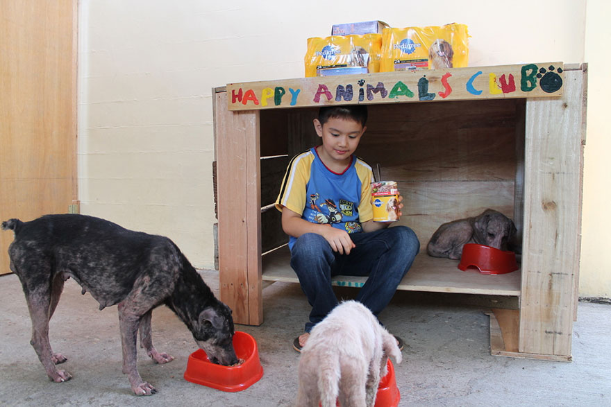 happy-animals-club-pet-shelter-kid-1 happy-animals-club-pet-shelter-kid-1