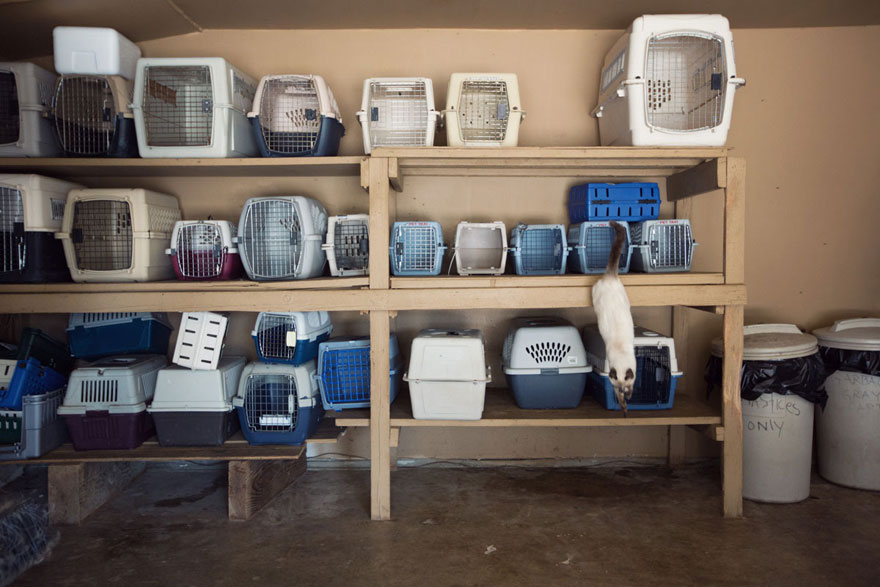 largest-cat-sanctuary-shelter-lynea-lattanzio-10 largest-cat-sanctuary-shelter-lynea-lattanzio-10