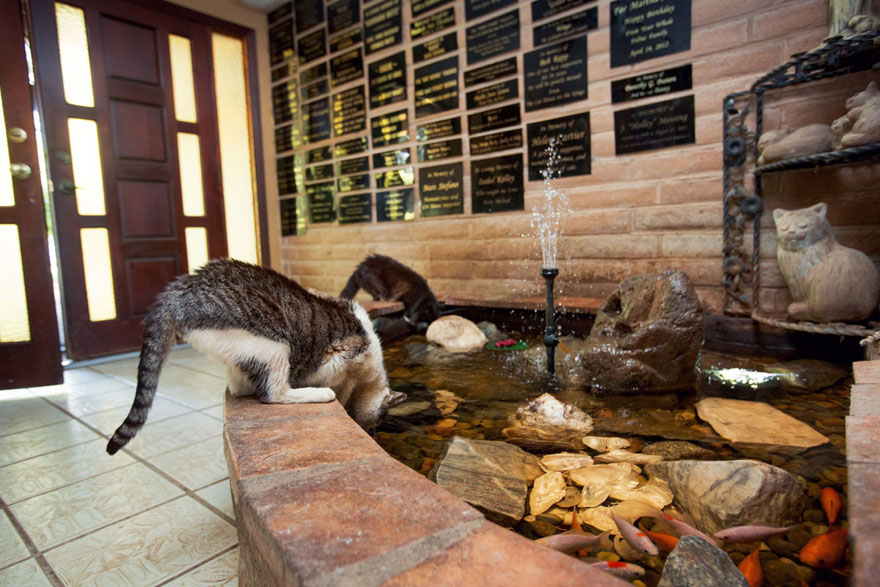 largest-cat-sanctuary-shelter-lynea-lattanzio-11