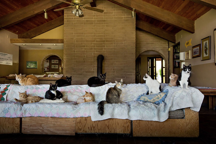 largest-cat-sanctuary-shelter-lynea-lattanzio-12 largest-cat-sanctuary-shelter-lynea-lattanzio-12