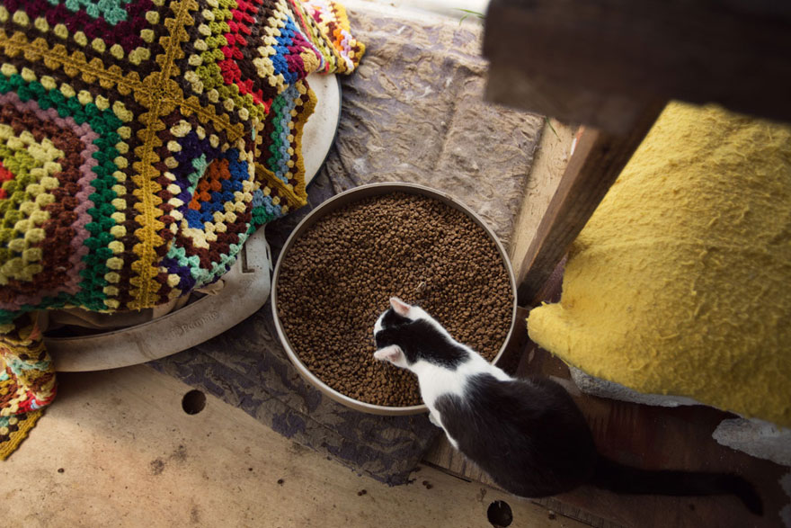 largest-cat-sanctuary-shelter-lynea-lattanzio-16 largest-cat-sanctuary-shelter-lynea-lattanzio-16