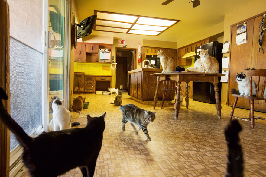largest-cat-sanctuary-shelter-lynea-lattanzio-2