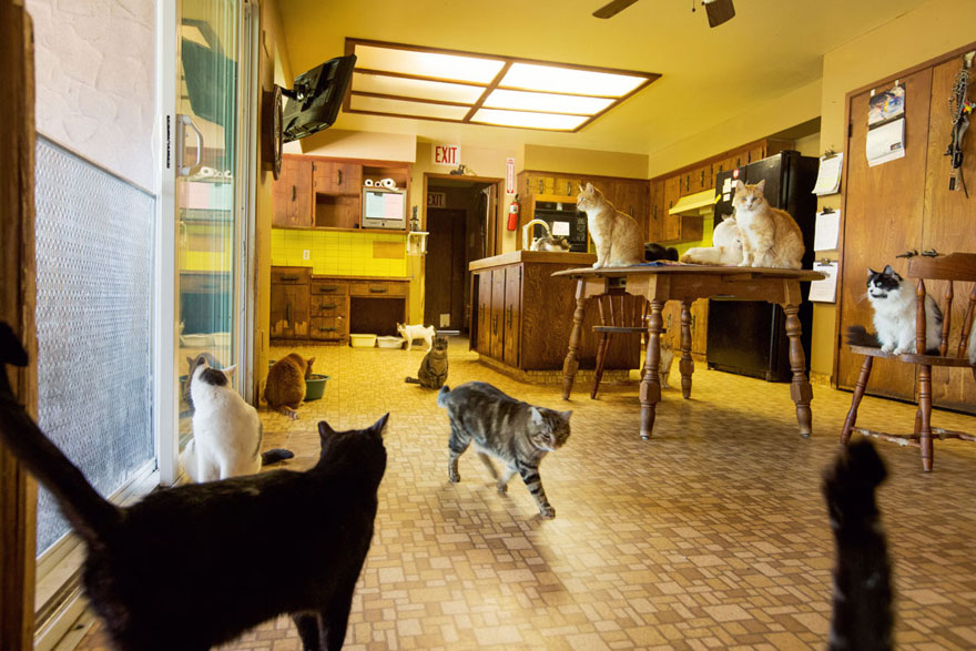 largest-cat-sanctuary-shelter-lynea-lattanzio-2 largest-cat-sanctuary-shelter-lynea-lattanzio-2