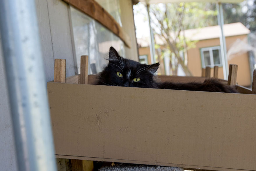 largest-cat-sanctuary-shelter-lynea-lattanzio-20 largest-cat-sanctuary-shelter-lynea-lattanzio-20