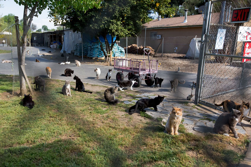 largest-cat-sanctuary-shelter-lynea-lattanzio-21 largest-cat-sanctuary-shelter-lynea-lattanzio-21