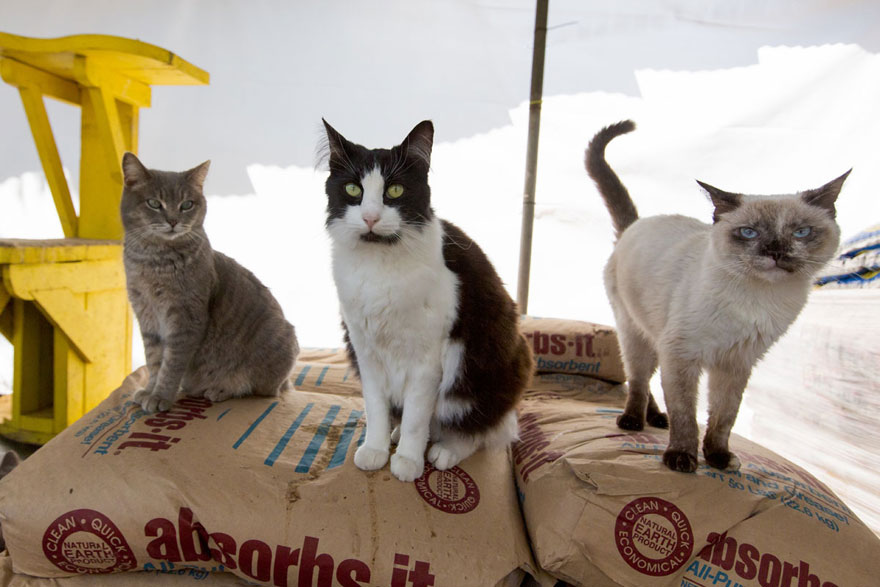 largest-cat-sanctuary-shelter-lynea-lattanzio-22 largest-cat-sanctuary-shelter-lynea-lattanzio-22