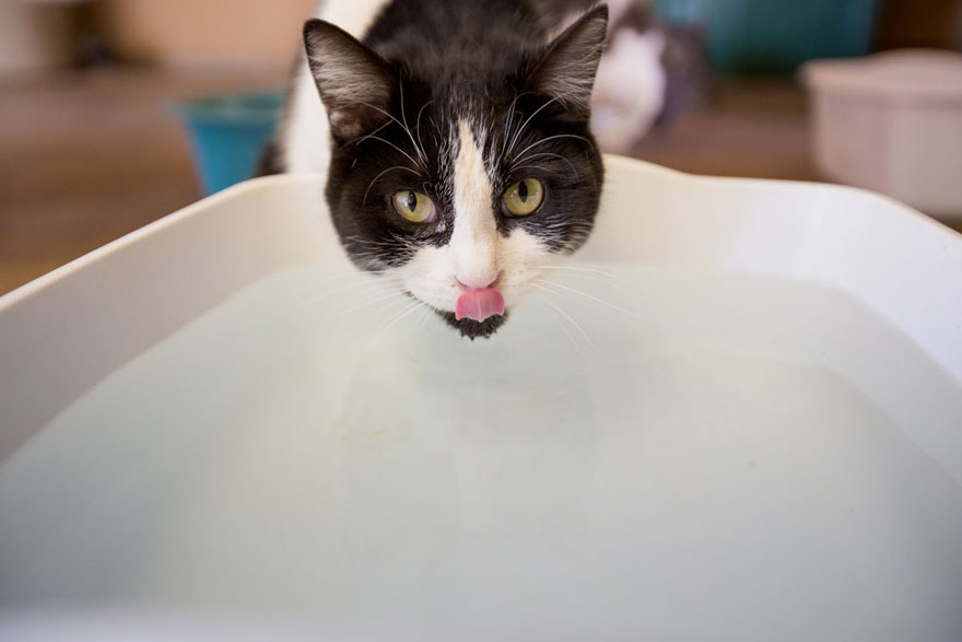 largest-cat-sanctuary-shelter-lynea-lattanzio-23 largest-cat-sanctuary-shelter-lynea-lattanzio-23