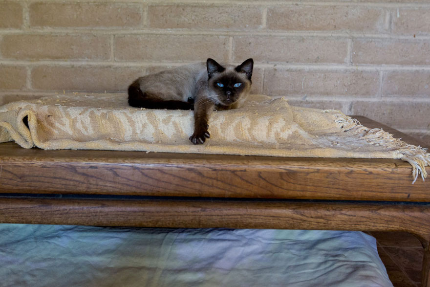 largest-cat-sanctuary-shelter-lynea-lattanzio-24 largest-cat-sanctuary-shelter-lynea-lattanzio-24