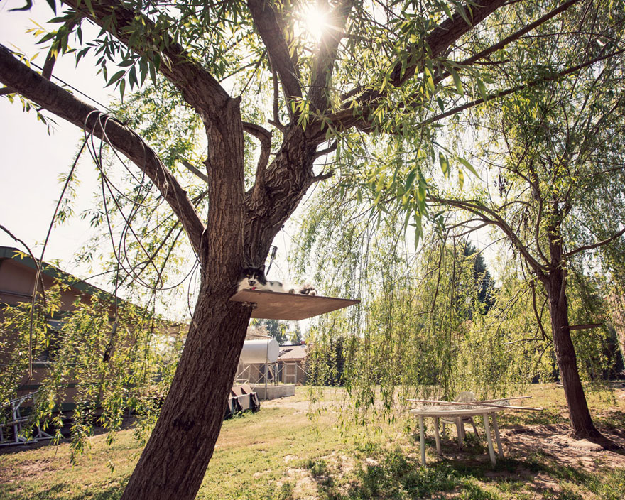 largest-cat-sanctuary-shelter-lynea-lattanzio-5 largest-cat-sanctuary-shelter-lynea-lattanzio-5