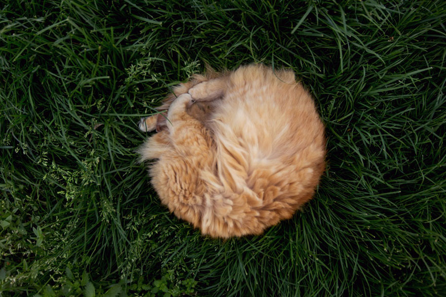 largest-cat-sanctuary-shelter-lynea-lattanzio-6 largest-cat-sanctuary-shelter-lynea-lattanzio-6