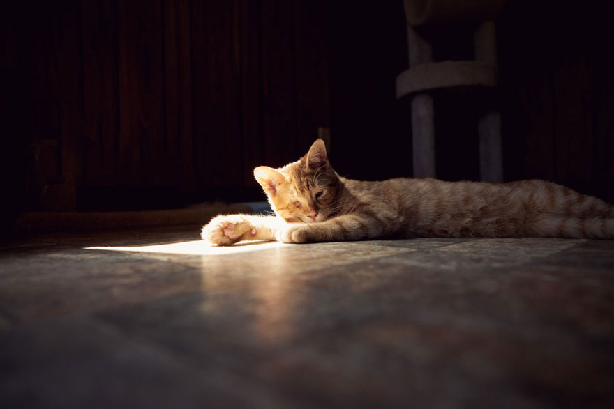 largest-cat-sanctuary-shelter-lynea-lattanzio-7 largest-cat-sanctuary-shelter-lynea-lattanzio-7