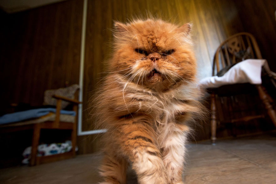 largest-cat-sanctuary-shelter-lynea-lattanzio-8 largest-cat-sanctuary-shelter-lynea-lattanzio-8