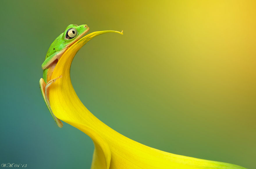 macro-frogs-wil-mijer-11 macro-frogs-wil-mijer-11