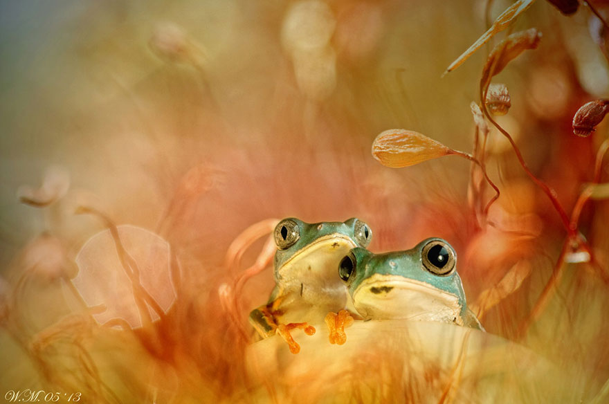 macro-frogs-wil-mijer-13 macro-frogs-wil-mijer-13