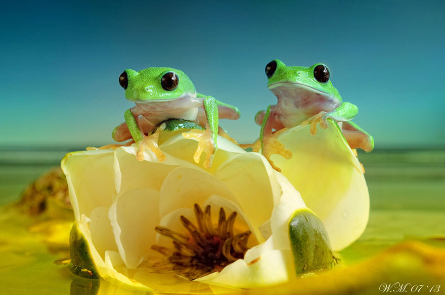 macro-frogs-wil-mijer-15 macro-frogs-wil-mijer-15