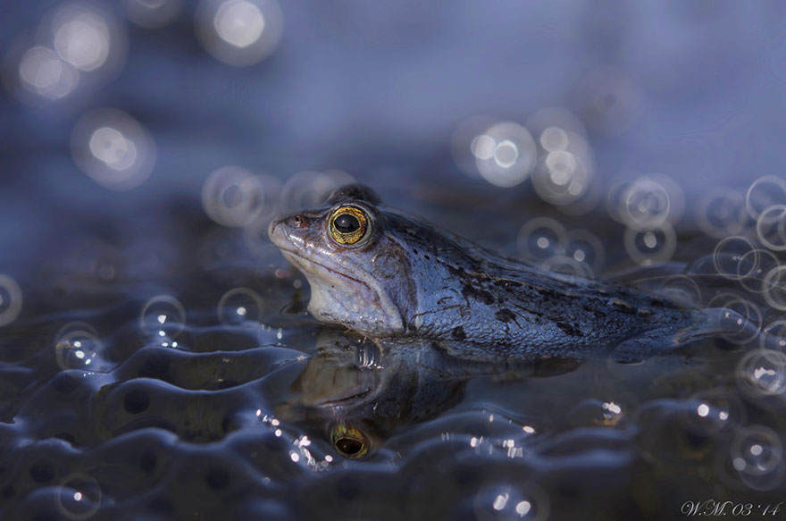 macro-frogs-wil-mijer-18 macro-frogs-wil-mijer-18