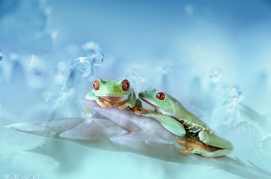 macro-frogs-wil-mijer-7 macro-frogs-wil-mijer-7