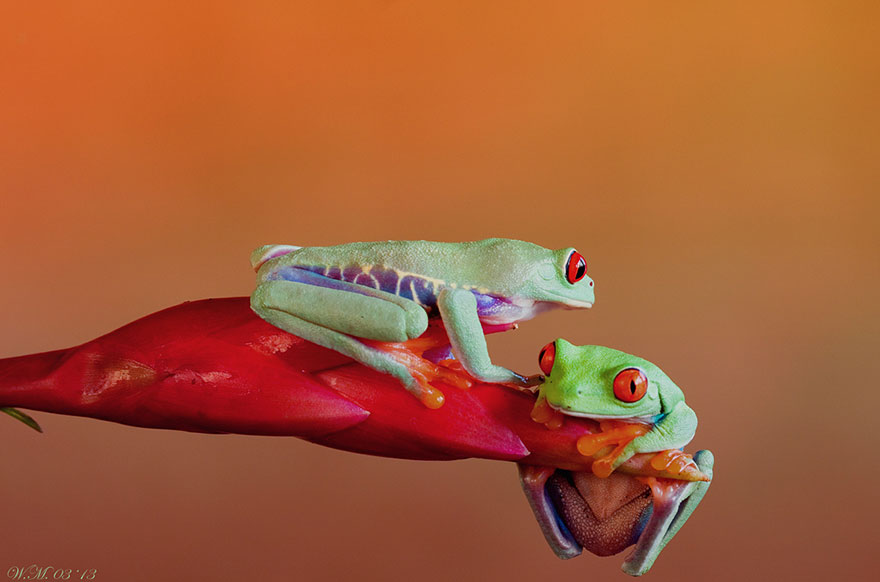 macro-frogs-wil-mijer-8 macro-frogs-wil-mijer-8
