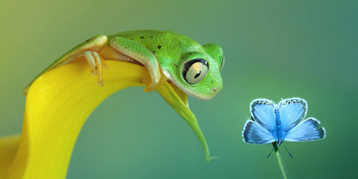 A Magical Miniature World Of Frogs Revealed In Wil Mijer’s Photography