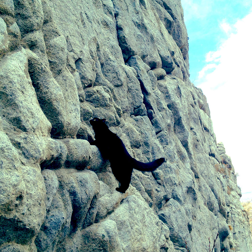 millie-climbing-cat-craig-armstrong-10 millie-climbing-cat-craig-armstrong-10