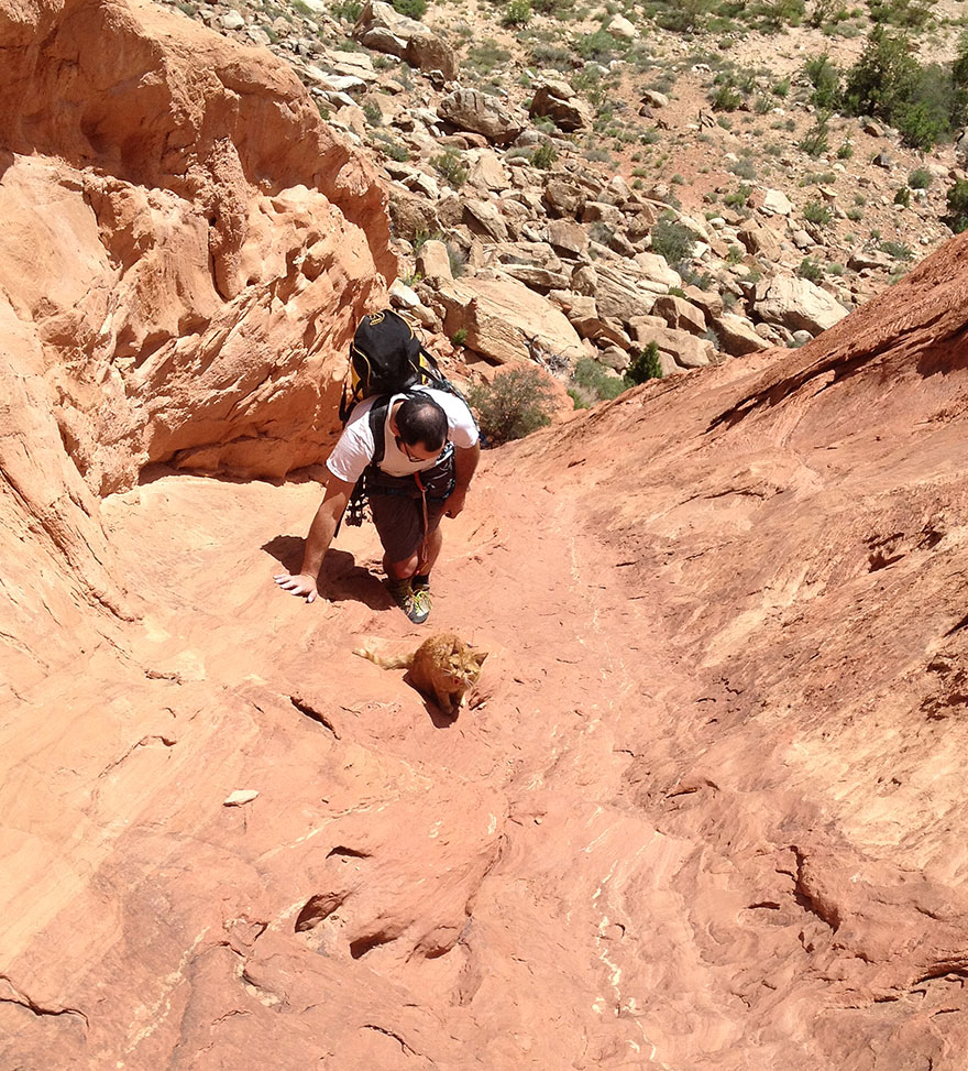 millie-climbing-cat-craig-armstrong-11 millie-climbing-cat-craig-armstrong-11