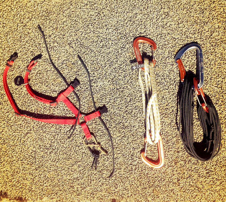 millie-climbing-cat-craig-armstrong-13 millie-climbing-cat-craig-armstrong-13