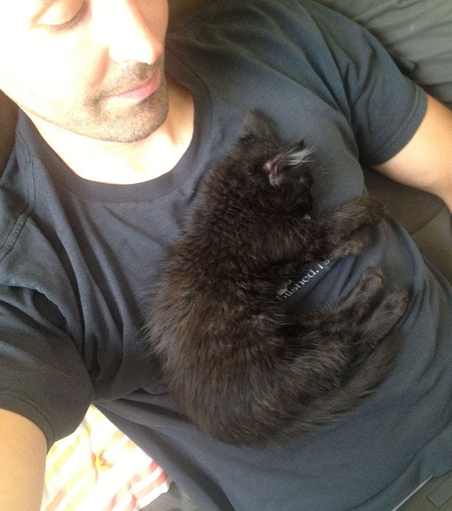 millie-climbing-cat-craig-armstrong-2