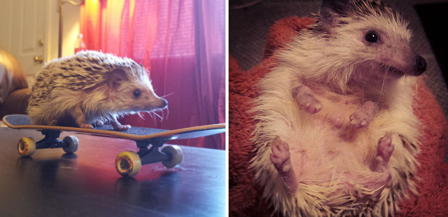 norman-cute-hedgehog-brett-jessie-16 norman-cute-hedgehog-brett-jessie-16