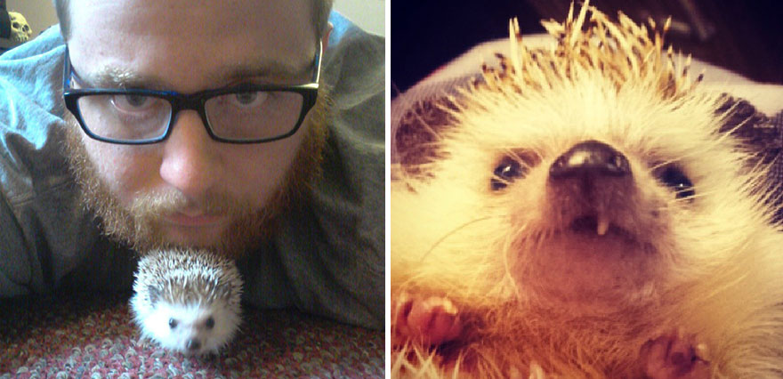 norman-cute-hedgehog-brett-jessie-18 norman-cute-hedgehog-brett-jessie-18