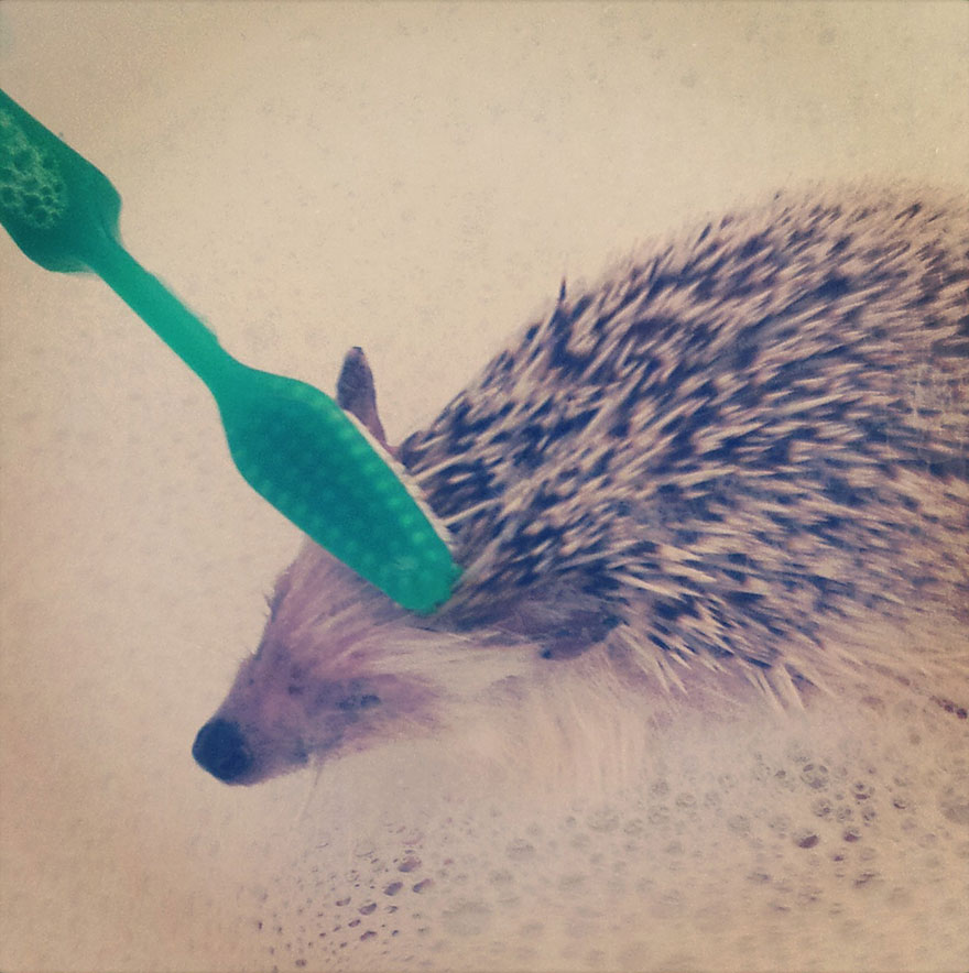 norman-cute-hedgehog-brett-jessie-20 norman-cute-hedgehog-brett-jessie-20