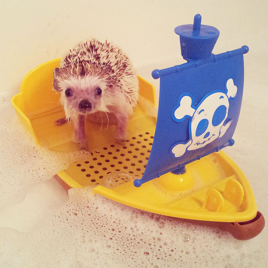 norman-cute-hedgehog-brett-jessie-5 norman-cute-hedgehog-brett-jessie-5